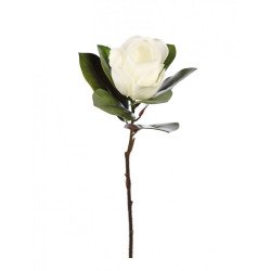 Magnolia 72 cm diam 20 cm crema